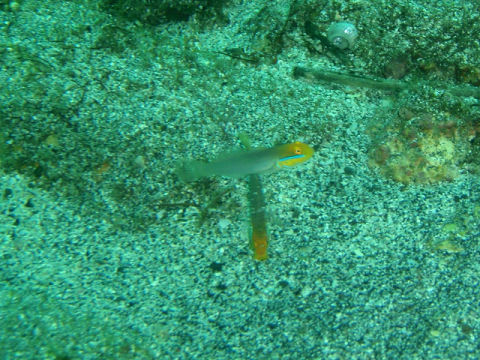 �ɓ������ʐ^�@�N���b�N�ő傫���Ȃ�܂�