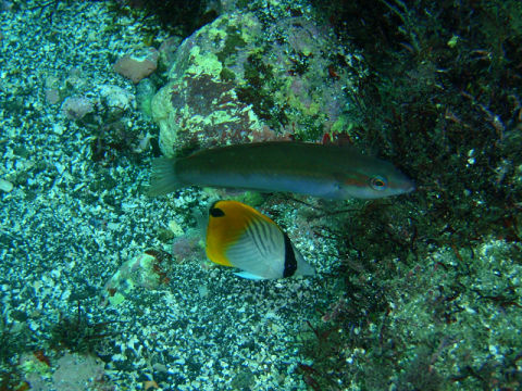 �ɓ������ʐ^�@�N���b�N�ő傫���Ȃ�܂�