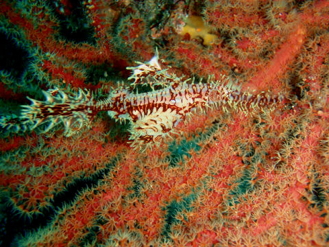 �ɓ������ʐ^�@�N���b�N�ő傫���Ȃ�܂�