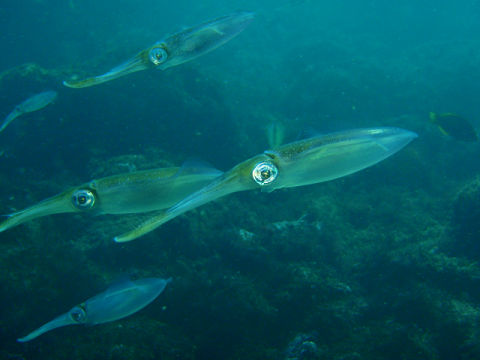 �ɓ������ʐ^�@�N���b�N�ő傫���Ȃ�܂�