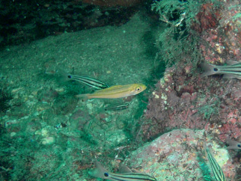 �ɓ������ʐ^�@�N���b�N�ő傫���Ȃ�܂�