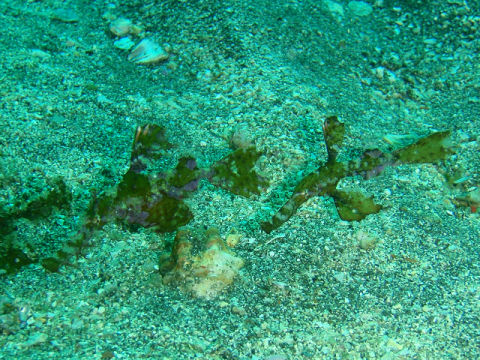 �ɓ������ʐ^�@�N���b�N�ő傫���Ȃ�܂�