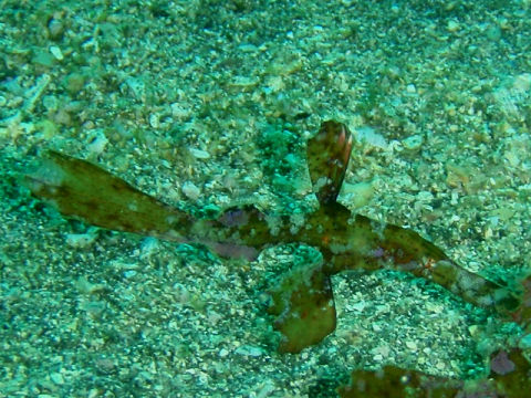 �ɓ������ʐ^�@�N���b�N�ő傫���Ȃ�܂�