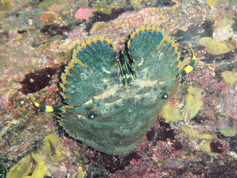 �ɓ������ʐ^�@�N���b�N�ő傫���Ȃ�܂�