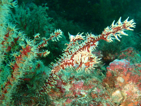 �ɓ������ʐ^�@�N���b�N�ő傫���Ȃ�܂�