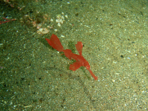 �ɓ������ʐ^�@�N���b�N�ő傫���Ȃ�܂�