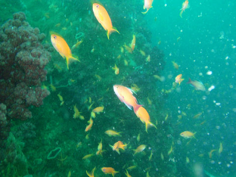 �ɓ������ʐ^�@�N���b�N�ő傫���Ȃ�܂�