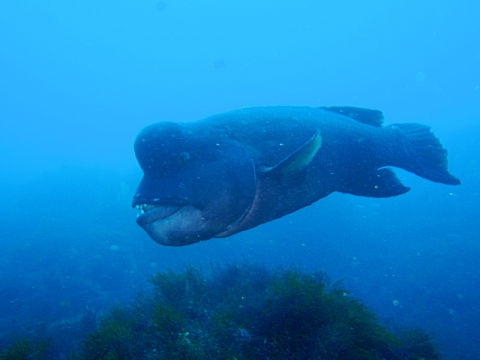 �ɓ������ʐ^�@�N���b�N�ő傫���Ȃ�܂�