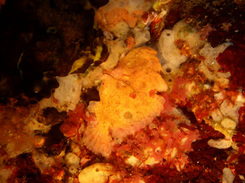 �ɓ������ʐ^�@�N���b�N�ő傫���Ȃ�܂�