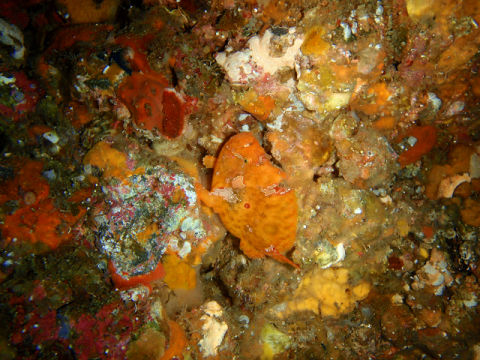 �ɓ������ʐ^�@�N���b�N�ő傫���Ȃ�܂�