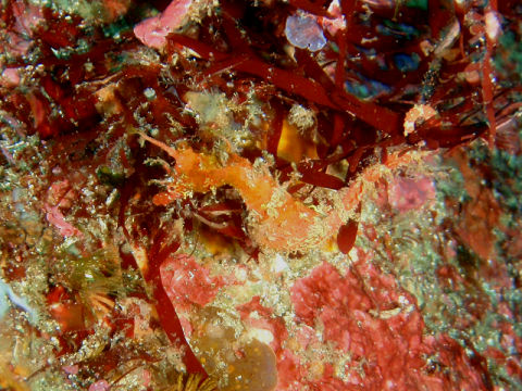 �ɓ������ʐ^�@�N���b�N�ő傫���Ȃ�܂�