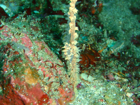 �ɓ������ʐ^�@�N���b�N�ő傫���Ȃ�܂�