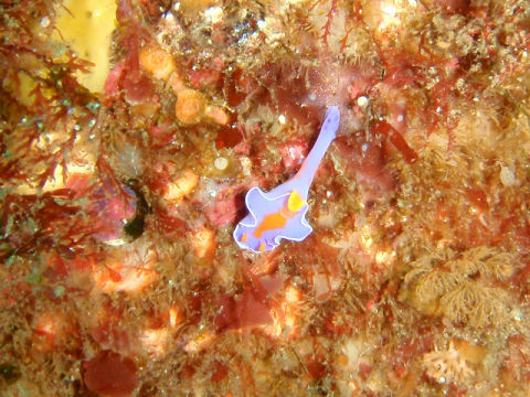 �ɓ������ʐ^�@�N���b�N�ő傫���Ȃ�܂�