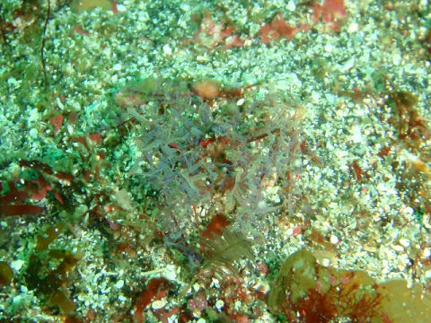 �ɓ������ʐ^�@�N���b�N�ő傫���Ȃ�܂�