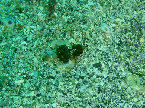 �ɓ������ʐ^�@�N���b�N�ő傫���Ȃ�܂�