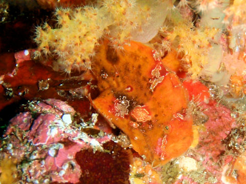 �ɓ������ʐ^�@�N���b�N�ő傫���Ȃ�܂�