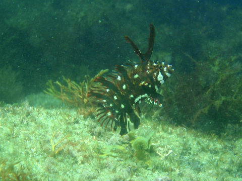 �ɓ������ʐ^�@�N���b�N�ő傫���Ȃ�܂�