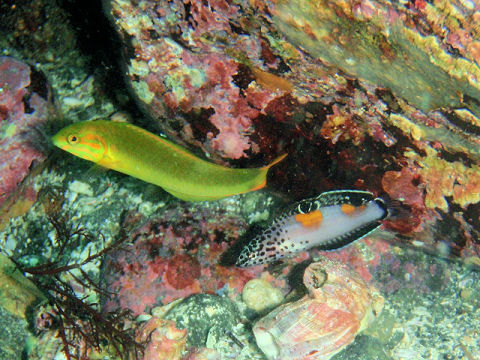 �ɓ������ʐ^�@�N���b�N�ő傫���Ȃ�܂�