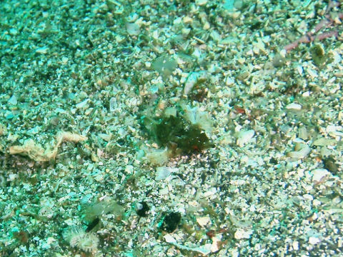 �ɓ������ʐ^�@�N���b�N�ő傫���Ȃ�܂�