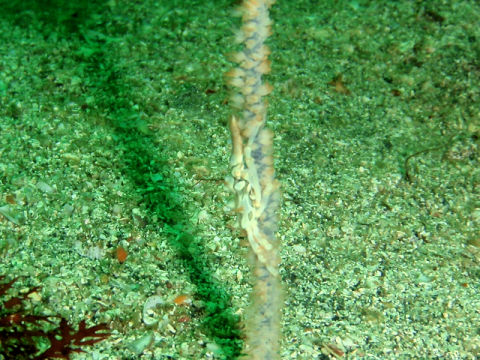 �ɓ������ʐ^�@�N���b�N�ő傫���Ȃ�܂�