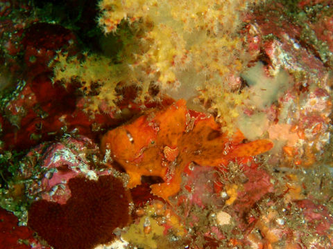 �ɓ������ʐ^�@�N���b�N�ő傫���Ȃ�܂�