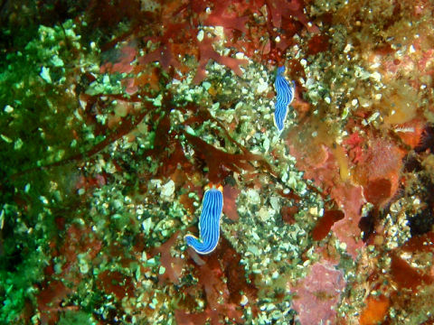 �ɓ������ʐ^�@�N���b�N�ő傫���Ȃ�܂�