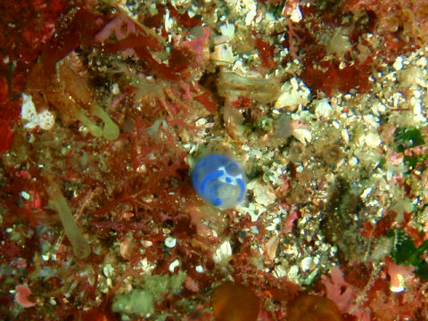 �ɓ������ʐ^�@�N���b�N�ő傫���Ȃ�܂�