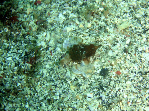 �ɓ������ʐ^�@�N���b�N�ő傫���Ȃ�܂�