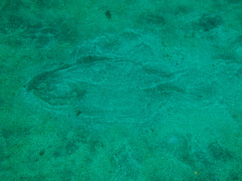 �ɓ������ʐ^�@�N���b�N�ő傫���Ȃ�܂�