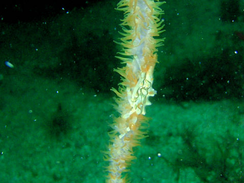 �ɓ������ʐ^�@�N���b�N�ő傫���Ȃ�܂�