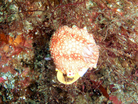 �ɓ������ʐ^�@�N���b�N�ő傫���Ȃ�܂�