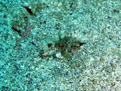 �ɓ������ʐ^�@�N���b�N�ő傫���Ȃ�܂�