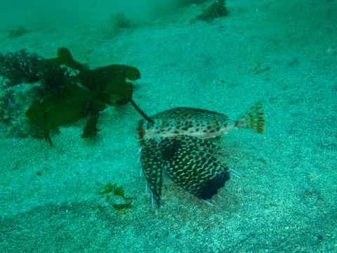 �ɓ������ʐ^�@�N���b�N�ő傫���Ȃ�܂�