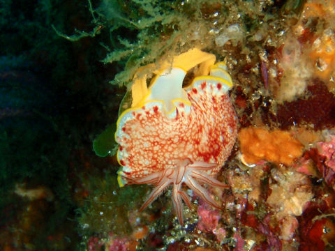 �ɓ������ʐ^�@�N���b�N�ő傫���Ȃ�܂�