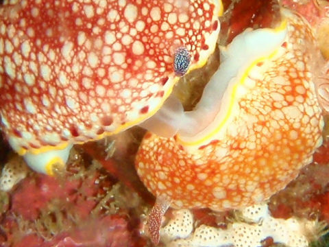 �ɓ������ʐ^�@�N���b�N�ő傫���Ȃ�܂�