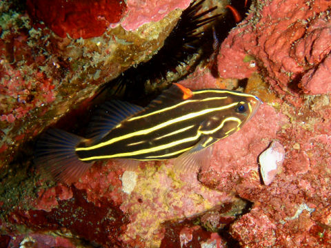 �ɓ������ʐ^�@�N���b�N�ő傫���Ȃ�܂�