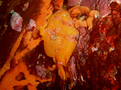 �ɓ������ʐ^�@�N���b�N�ő傫���Ȃ�܂�