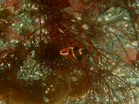 �ɓ������ʐ^�@�N���b�N�ő傫���Ȃ�܂�