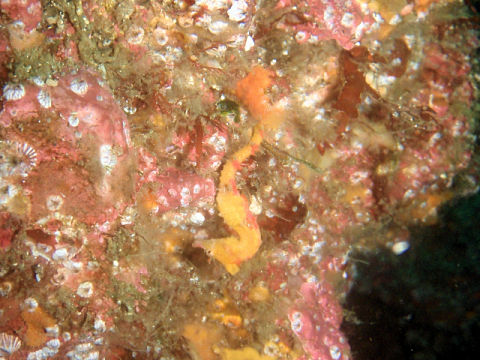 �ɓ������ʐ^�@�N���b�N�ő傫���Ȃ�܂�