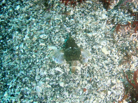 �ɓ������ʐ^�@�N���b�N�ő傫���Ȃ�܂�