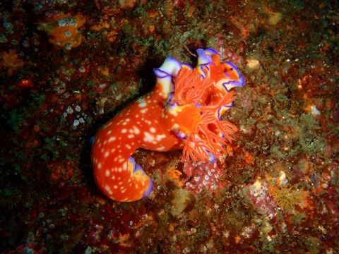 �ɓ������ʐ^�@�N���b�N�ő傫���Ȃ�܂�