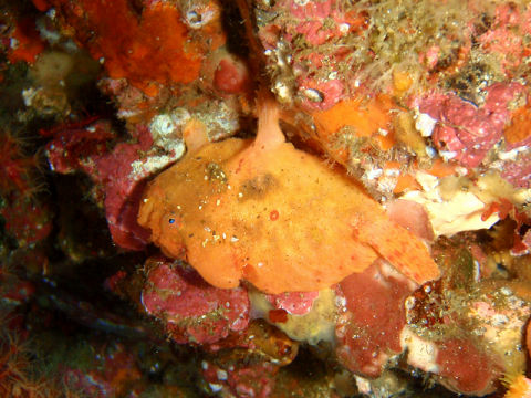 �ɓ������ʐ^�@�N���b�N�ő傫���Ȃ�܂�