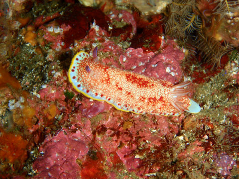 �ɓ������ʐ^�@�N���b�N�ő傫���Ȃ�܂�