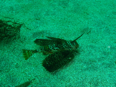 �ɓ������ʐ^�@�N���b�N�ő傫���Ȃ�܂�