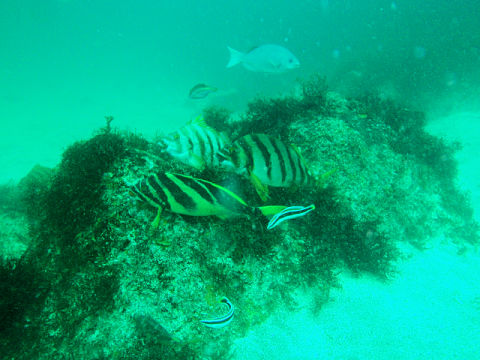 �ɓ������ʐ^�@�N���b�N�ő傫���Ȃ�܂�