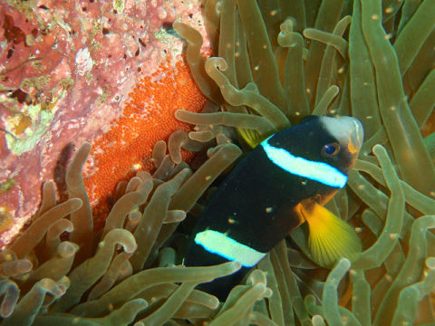 �ɓ������ʐ^�@�N���b�N�ő傫���Ȃ�܂�