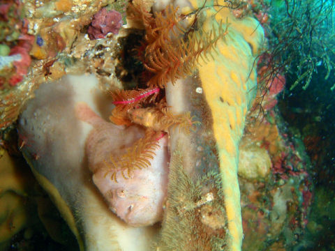 �ɓ������ʐ^�@�N���b�N�ő傫���Ȃ�܂�