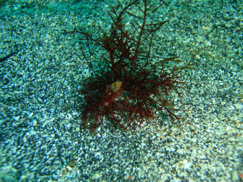 �ɓ������ʐ^�@�N���b�N�ő傫���Ȃ�܂�