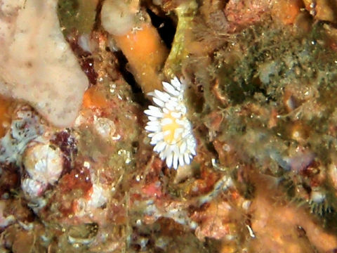 �ɓ������ʐ^�@�N���b�N�ő傫���Ȃ�܂�