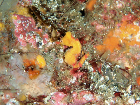 �ɓ������ʐ^�@�N���b�N�ő傫���Ȃ�܂�